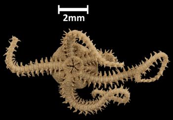 Media type: image; Invertebrate Zoology OPH-1262   Aspect: ventral